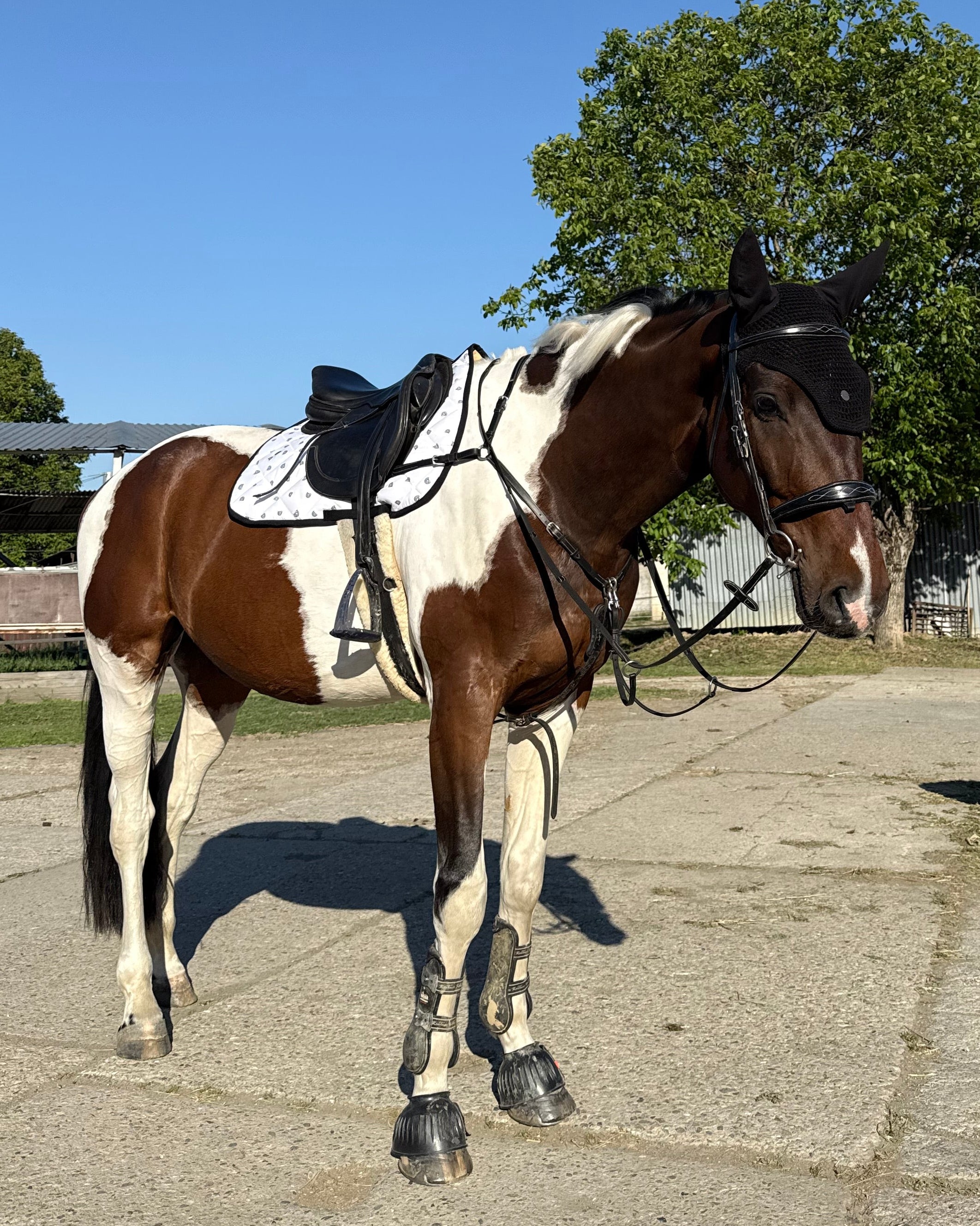 DOCCARI® | Aura Fly Veil – Ear Bonnet – Doccari Equestrian